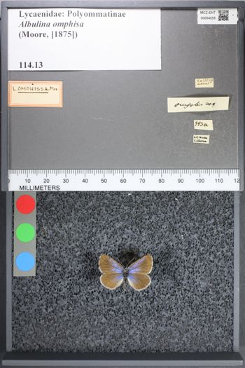 Media type: image;   Entomology 54055